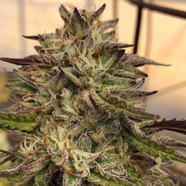 Chem Cookies feminizada de Mamiko Seeds