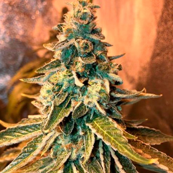 Chem OG feminizada de Female Seeds