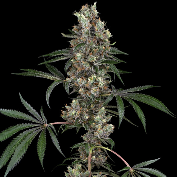 Chemberries feminizada de White Label