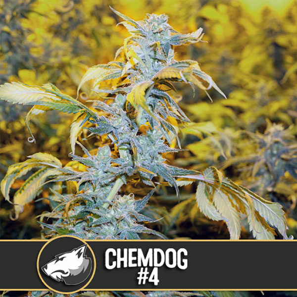 Chemdog feminizada de Blimburn Seeds