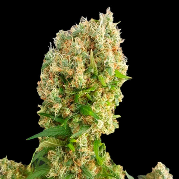 Chemdog Gorilla feminizada de Expert Seeds