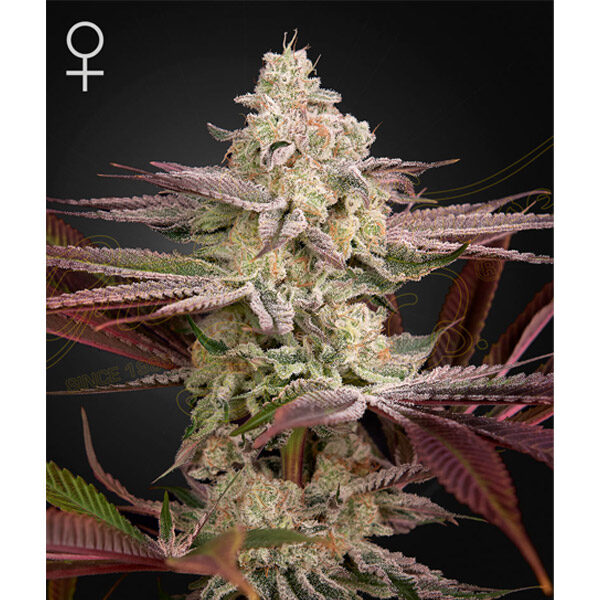 Chemical Bride feminizada de Green House