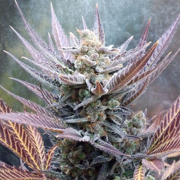 Cherry Cookies feminizada de Pure Instinto