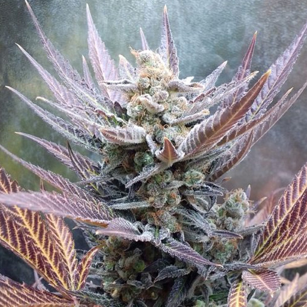 Cherry Cookies feminizada de Pure Instinto