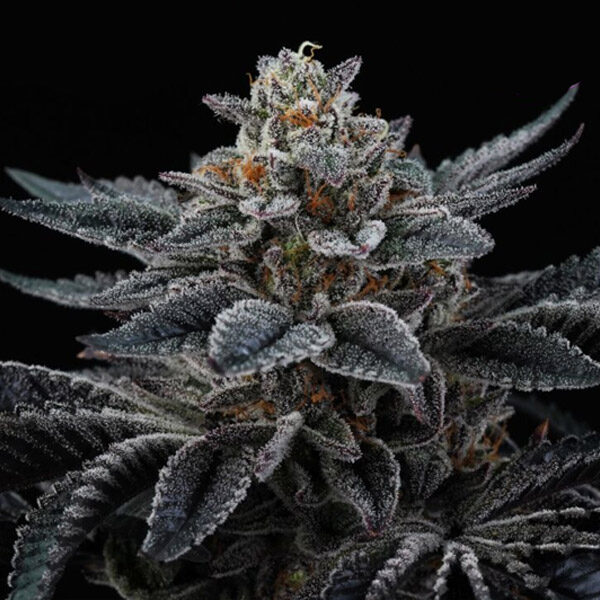 Cherry Crisp feminizada de Perfect Tree