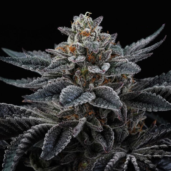 Cherry Crisp feminizada de Perfect Tree