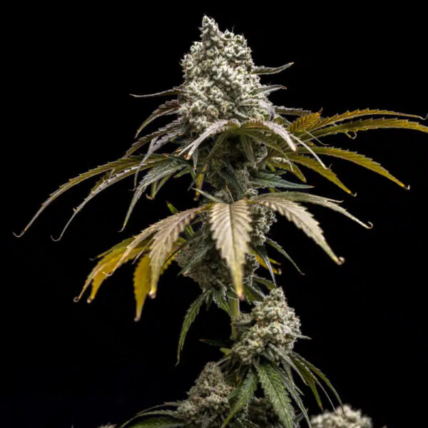 Cherry Crush feminizada de World Breeders