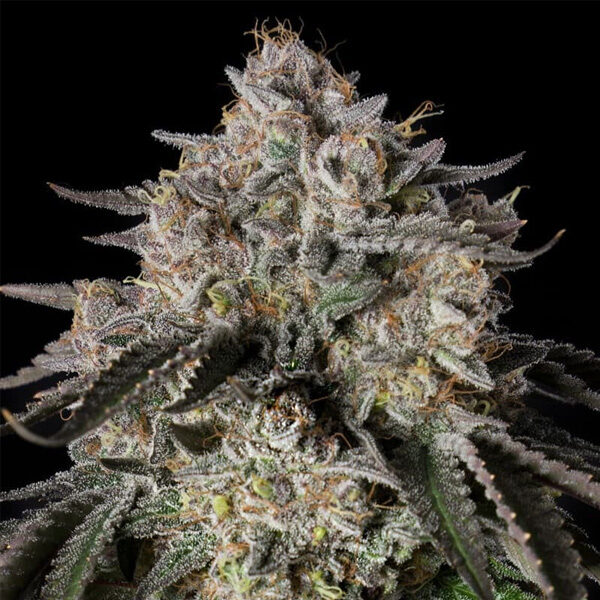 Cherry Essence feminizada de Silent Seeds