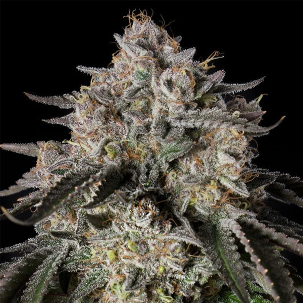 Cherry Essence feminizada de Silent Seeds