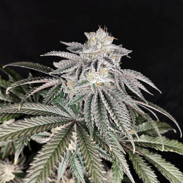 Cherry Melt feminizada de Pure Instinto