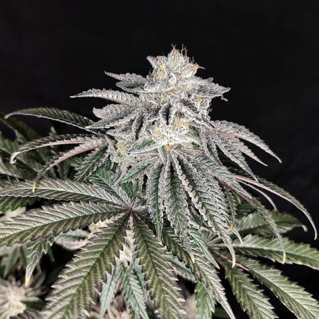 Cherry Melt feminizada de Pure Instinto