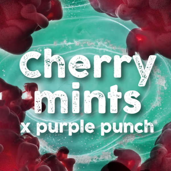 Cherry Mints feminizada de Tramuntana Seeds