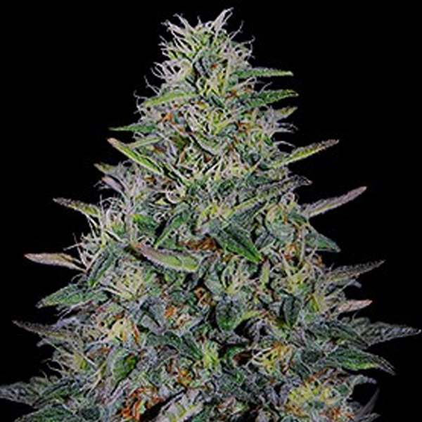 Cherry Pavlova feminizada de G13 Labs