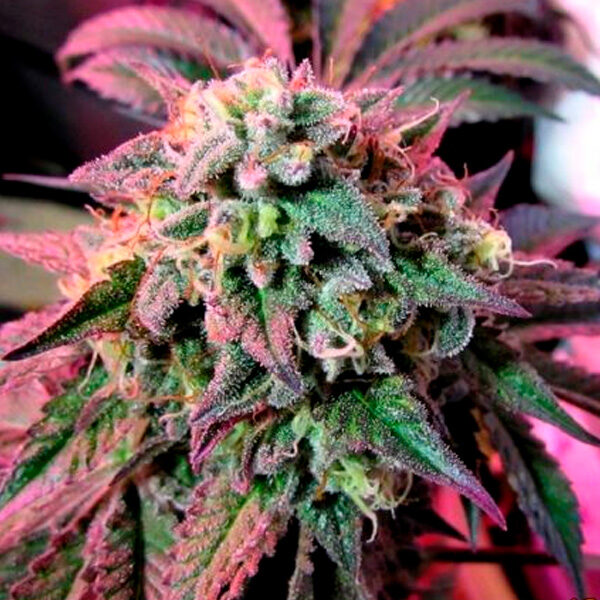 Cherry Pie feminizada de Female Seeds