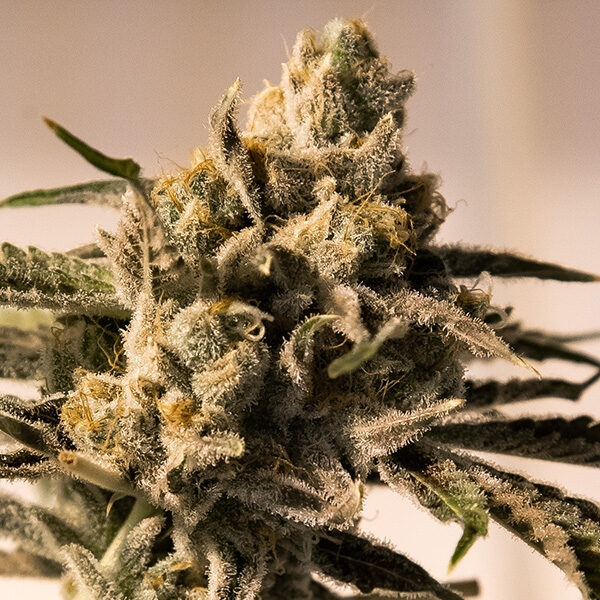 Cherry Pie Fast feminizada de High Speed Buds