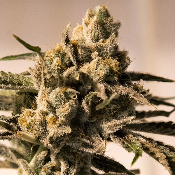 Cherry Pie Fast feminizada de High Speed Buds