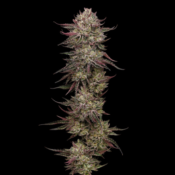 Chicken N'wafflez Feminized feminizada de Humboldt Seeds Company