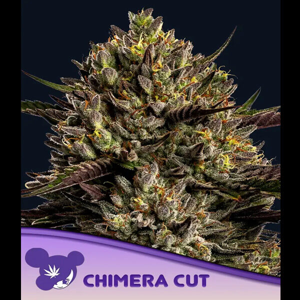 Chimera Cut feminizada de Anesia Seeds