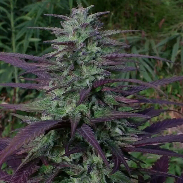 China Yunnan regular de Ace Seeds