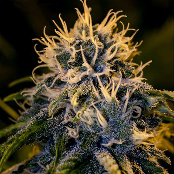 Chizpa feminizada de Positronics Seeds