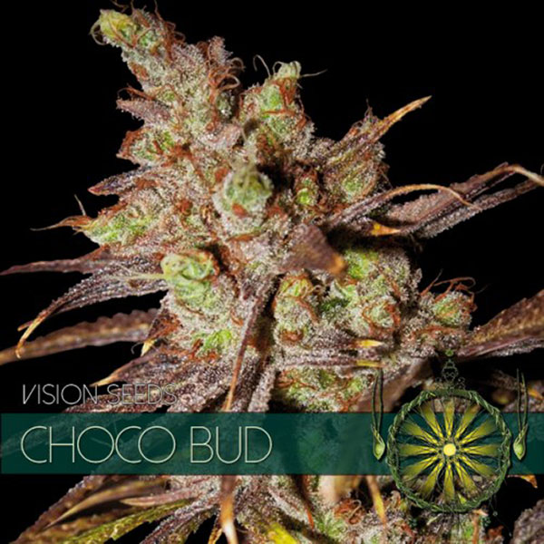 Choco Bud feminizada de Vision Seeds