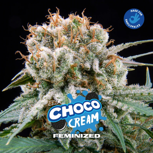 Choco Cream feminizada de Bsf Seeds