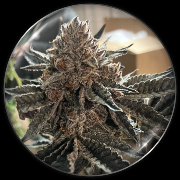 Chocogas feminizada de Medical Seeds