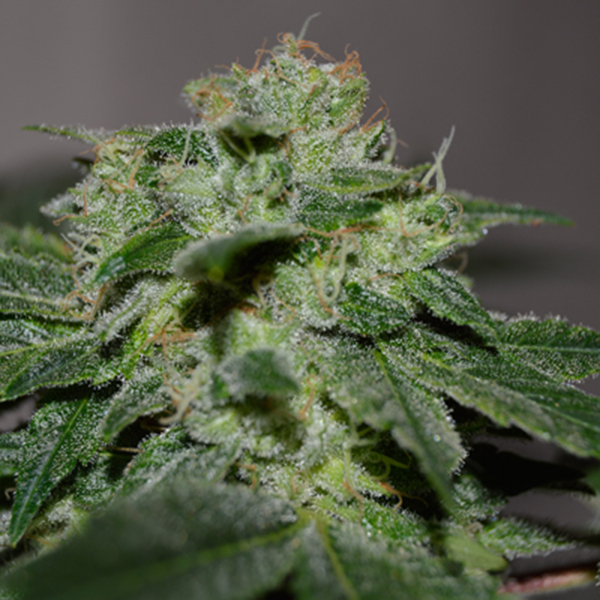Chocolate Heaven feminizada de G13 Labs