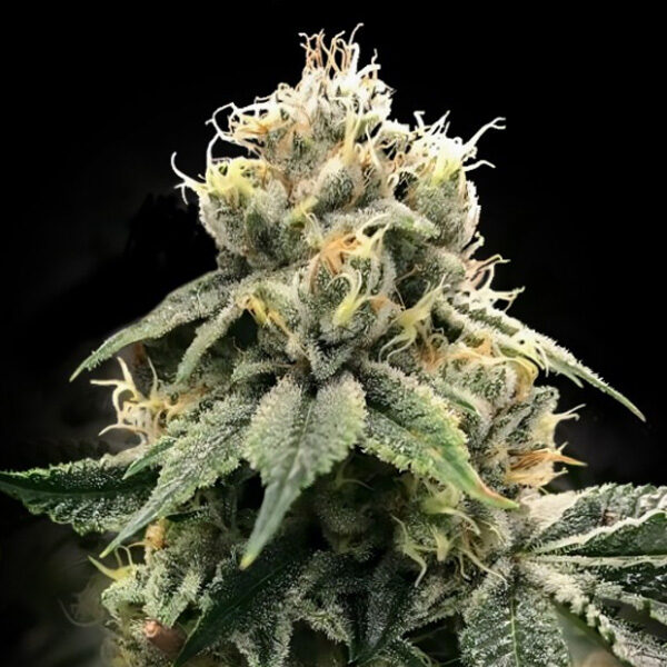 Chocolate Truffle Shuffle feminizada de Dna Genetics