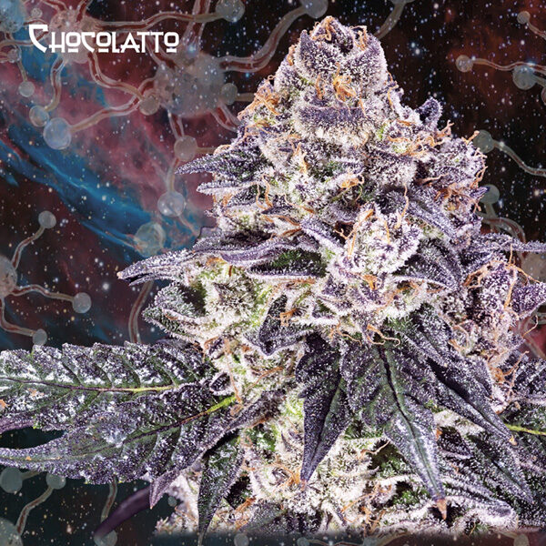 Chocolatto feminizada de Geneseeds Y Nemeseeds