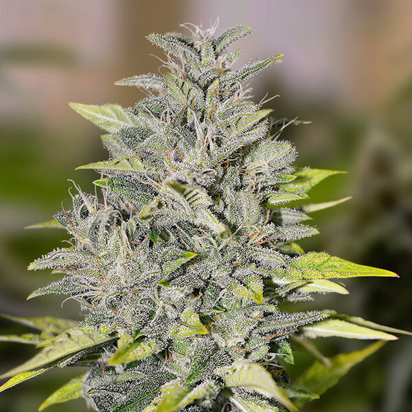 Chocolope Fast feminizada de High Speed Buds