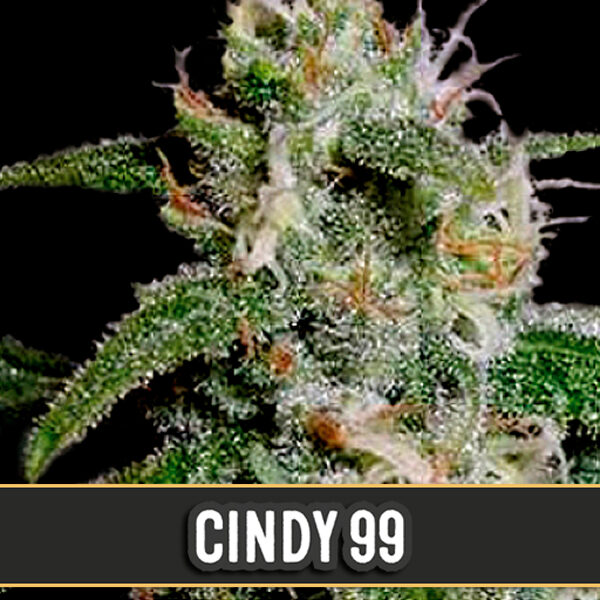 Cindy feminizada de Blimburn Seeds