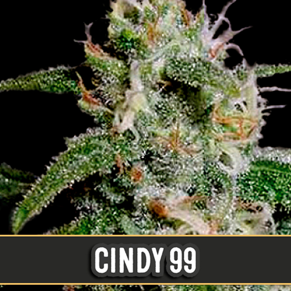 Cindy feminizada de Blimburn Seeds