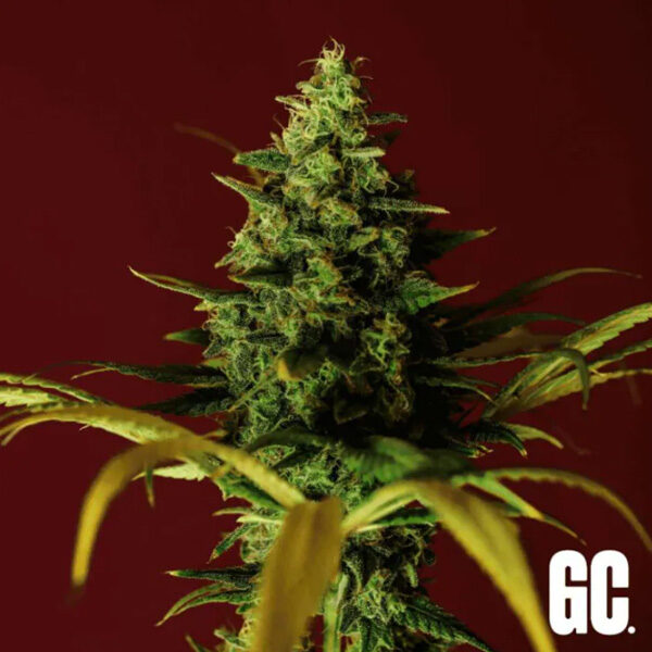 Cindy Rose feminizada de Grand Cru Genetics