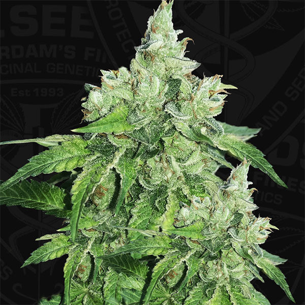 Citron Givre feminizada de T.h. Seeds