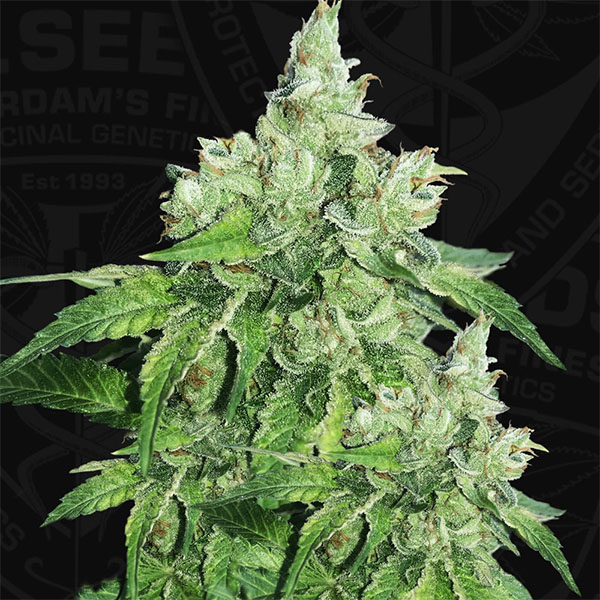 Citron Givre feminizada de T.h. Seeds