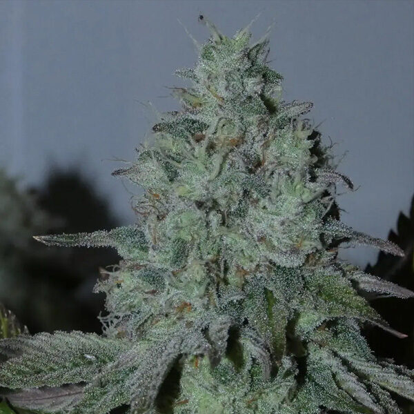 Citrus Hashquake 3+1 feminizada de Bask Triangle Farms