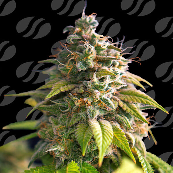 Citrus Slurp feminizada de Original Sensible Seeds