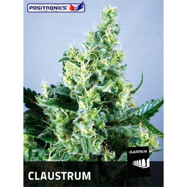 Claustrum 2 feminizada de Positronics Seeds
