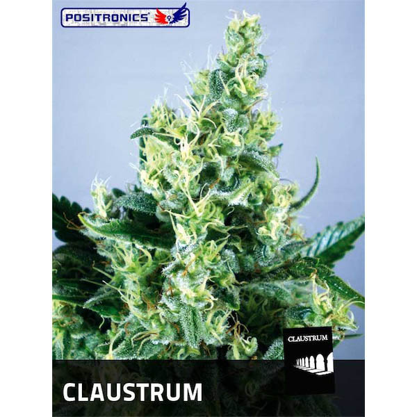 Claustrum 2 feminizada de Positronics Seeds