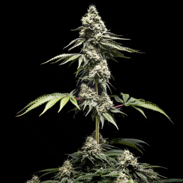 Clementine Slush feminizada de World Breeders