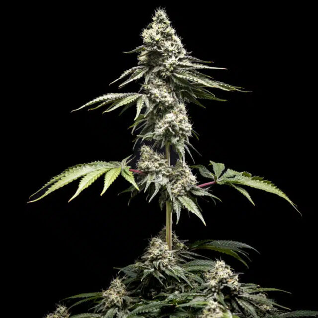 Clementine Slush feminizada de World Breeders