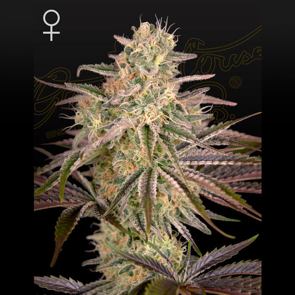 Cloudwalker feminizada de Green House