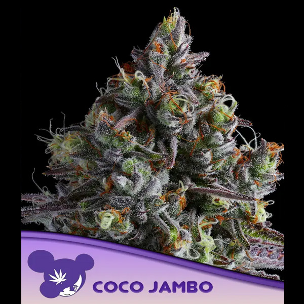 Coco Jambo feminizada de Anesia Seeds