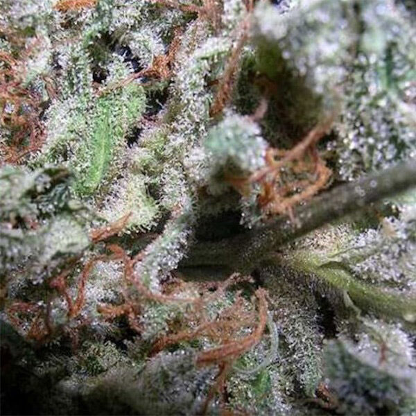 Coleccion Indica Pack feminizada de Paradise Seeds