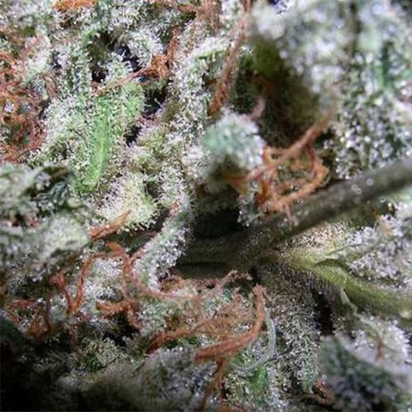 Coleccion Indica Pack feminizada de Paradise Seeds