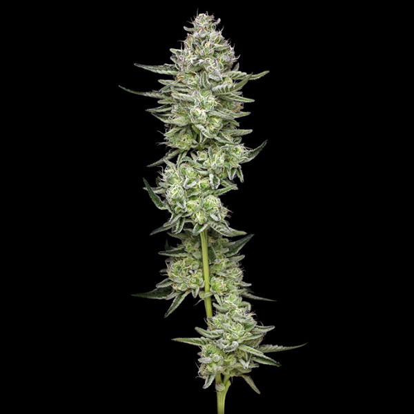 Collieman Kush feminizada de Humboldt Seeds Company