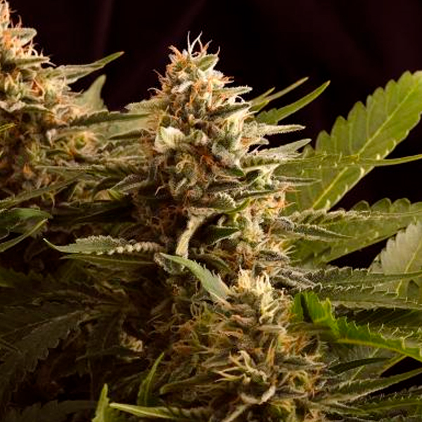Colombian Jack feminizada de Kannabia Seeds
