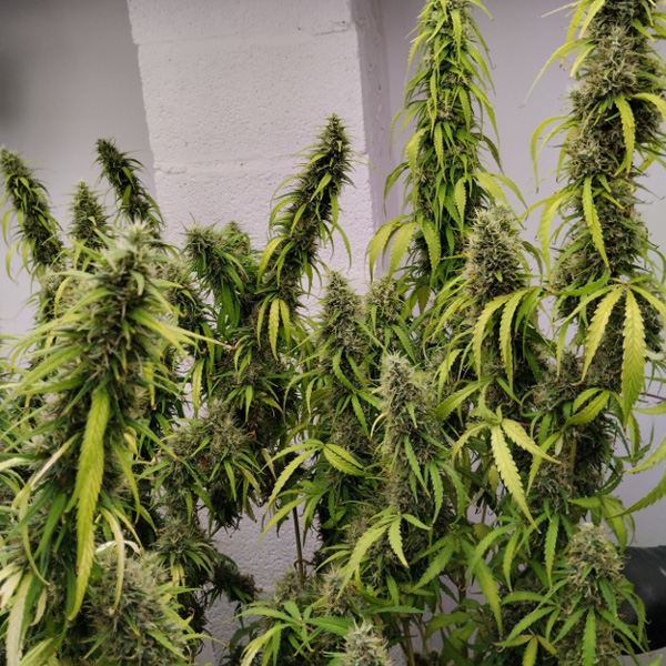 Colossus feminizada de Ace Seeds