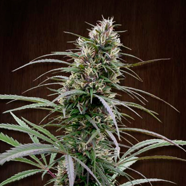 Congo feminizada de Ace Seeds